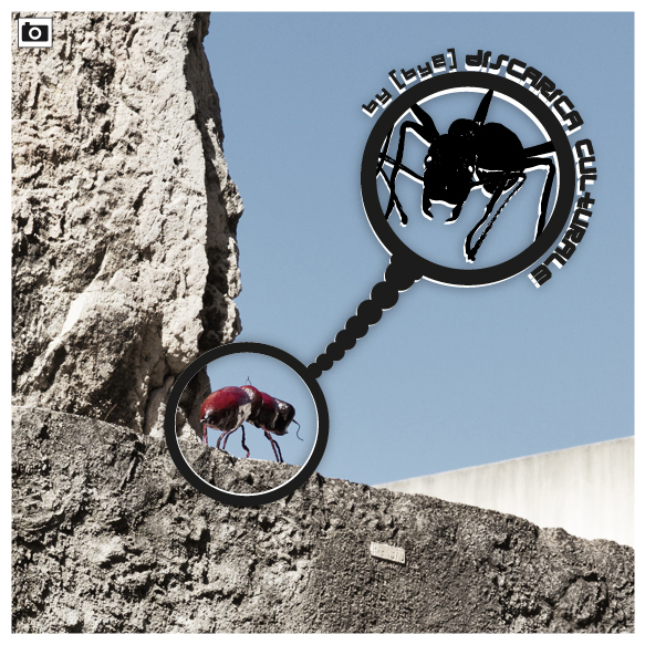 apollo's ant - gallery